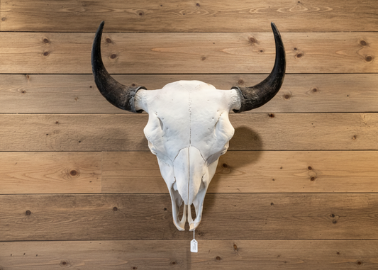 Bison Skull