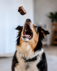 Load image into Gallery viewer, Dog catching elk tongue dog treat in mid air with blurred background