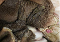 Load image into Gallery viewer, Bison Tripe-10lb Case