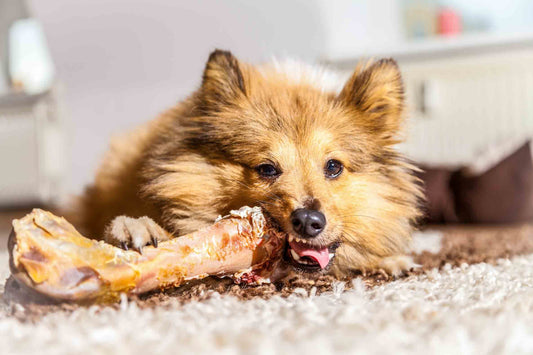 northstar bison bison meat treats for my pet bone for my pet for my pet