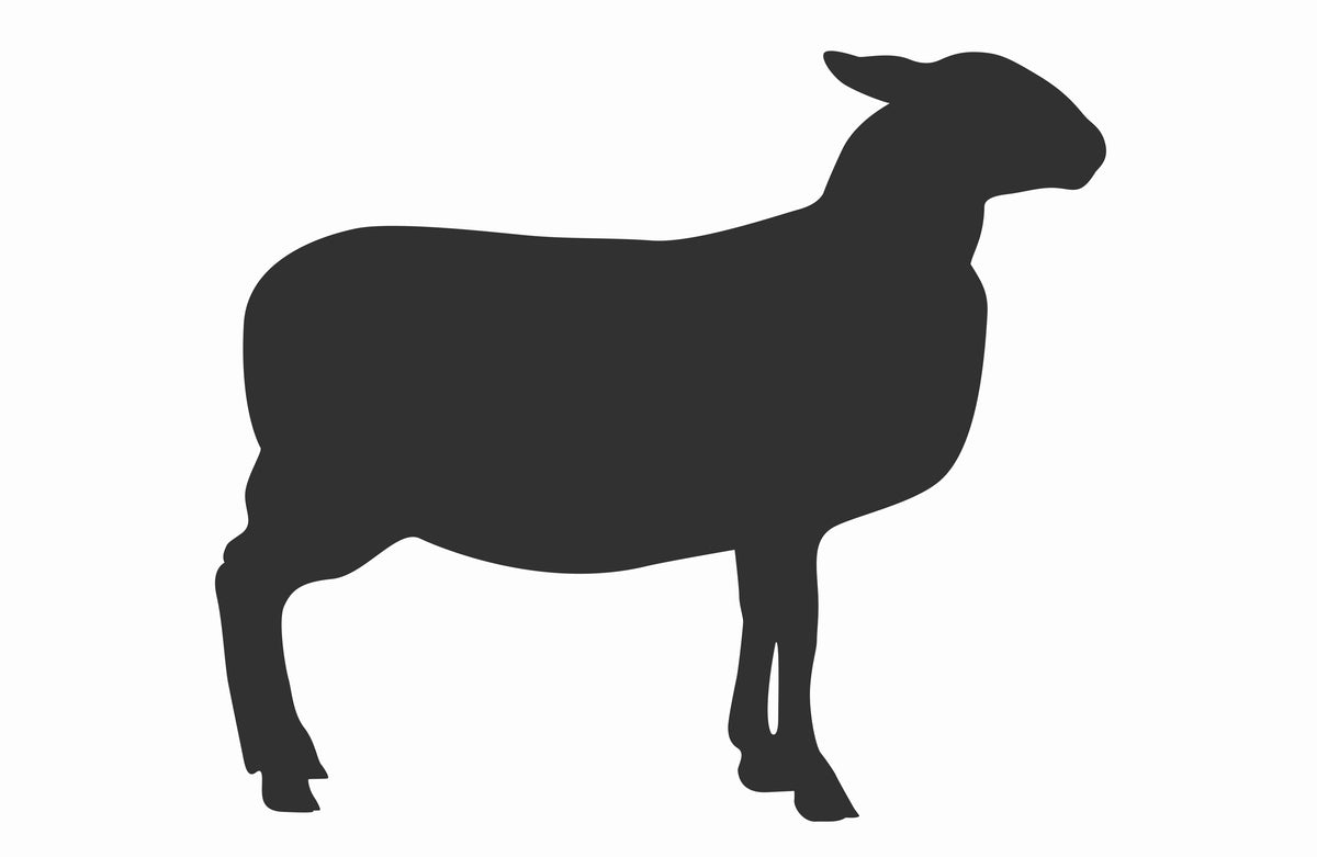 Lamb Sirloin Chops