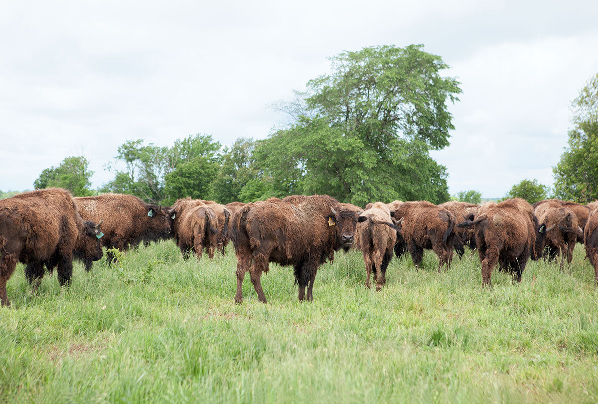 The Impact of Bison on Minnesotan Prairies