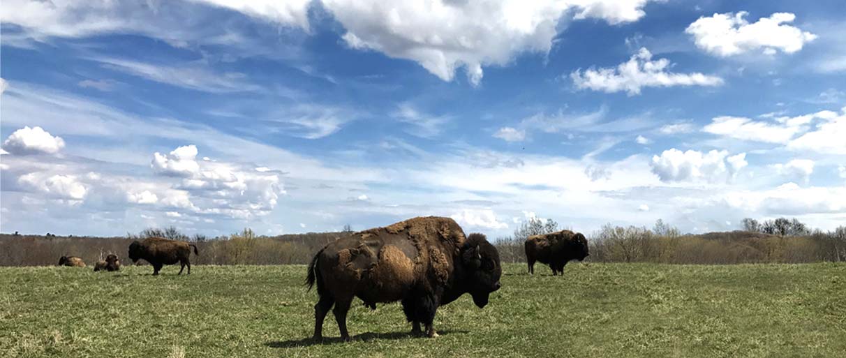 What in the world is Caul Fat?!