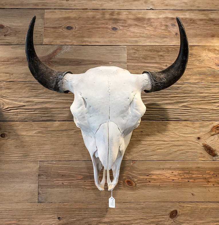 Bison Robes, Skulls & Tooth Souvenirs