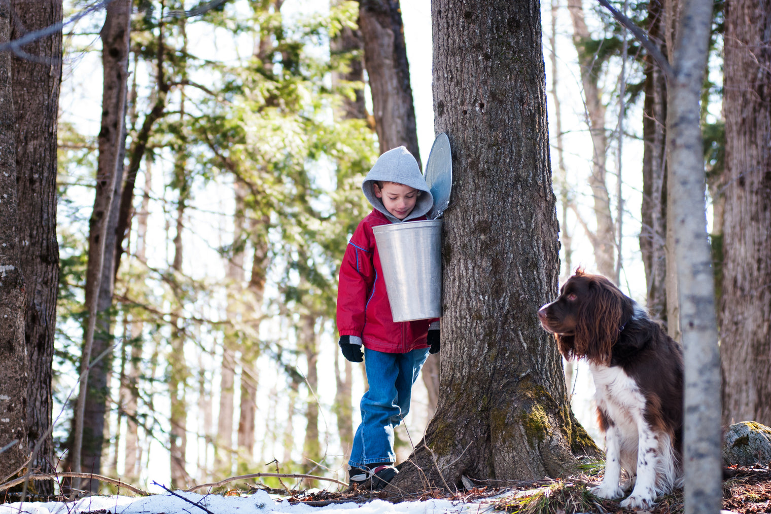 Pure Wisconsin Maple Syrup