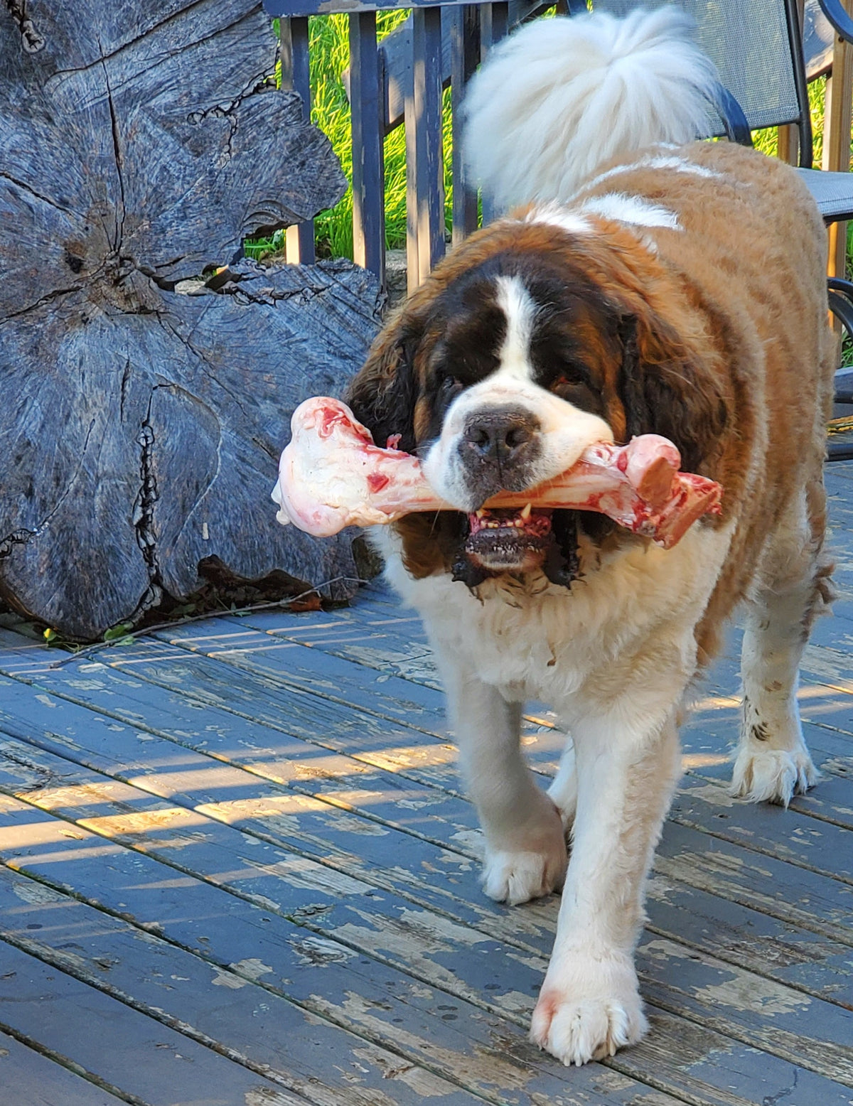 Raw Bison Femur Bone