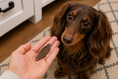 Load image into Gallery viewer, Freeze Dried Bison Heart Pet Treats
