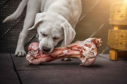 Raw Bison Femur Bone