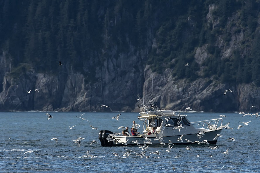 northstar bison north star bison Alaskan halibut best seafood healthiest seafood clean halibut 