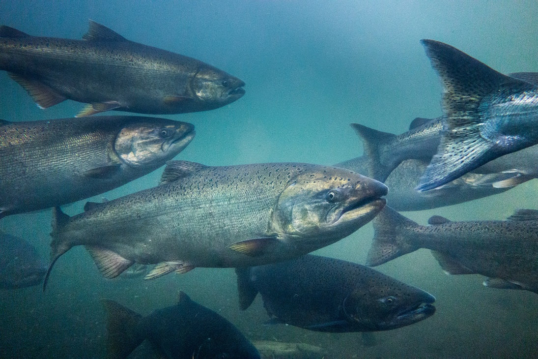 Wild Alaskan Sockeye Salmon