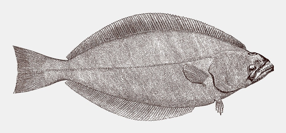 northstar bison north star bison Alaskan halibut best seafood healthiest seafood clean halibut 