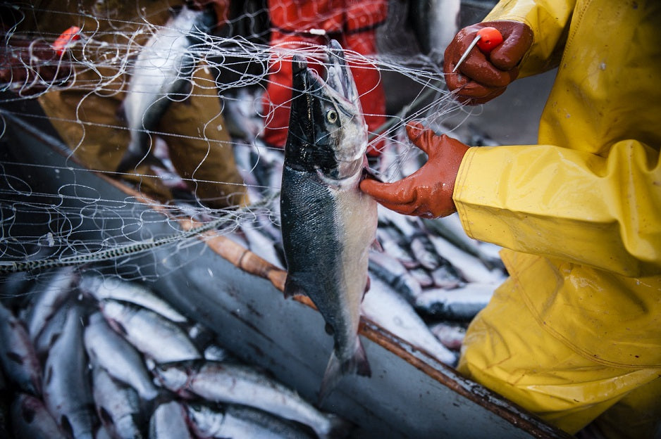 alaska salmon fishing net amazon Wild Alaskan Sockeye Salmon