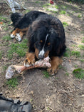 Load image into Gallery viewer, Raw Bison Femur Bone
