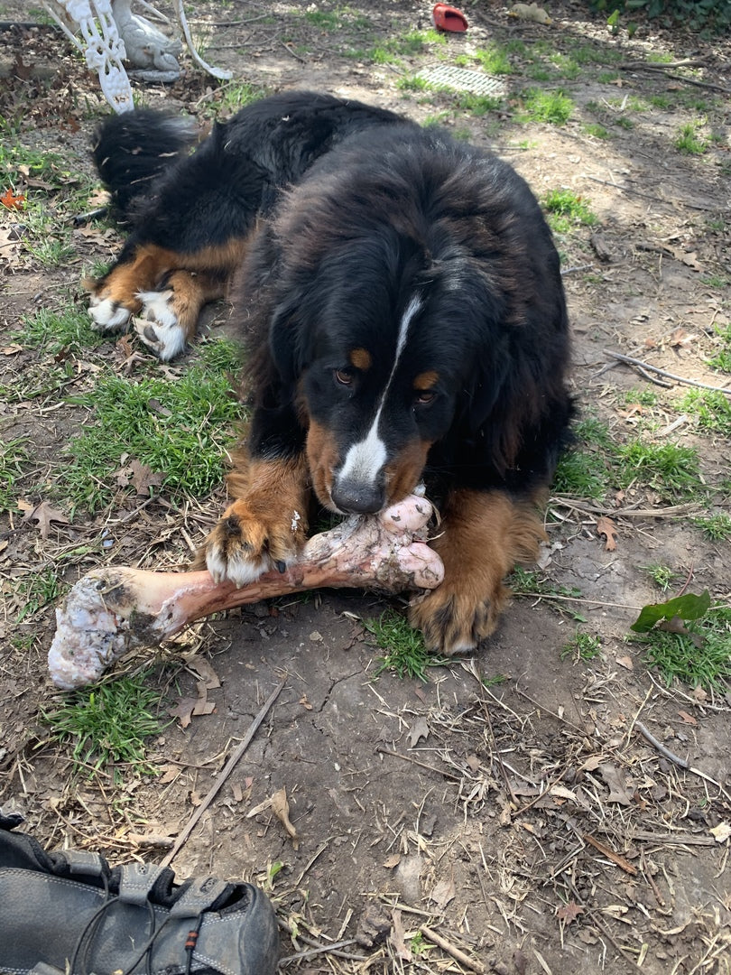 Raw Bison Femur Bone